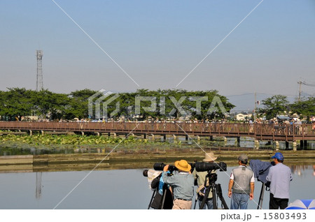 野鳥撮影 野鳥撮影 15803493