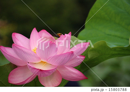 蓮の花 15803788