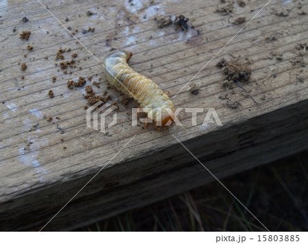 コガネムシ幼虫 15803885