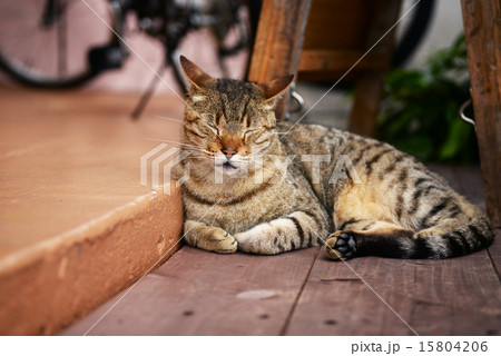沖縄 那覇 猫 リラックス 沖縄 那覇 猫 リラックス 15804206