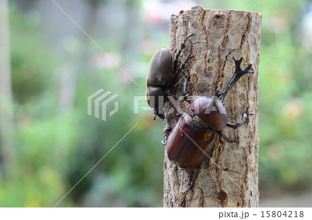 カブトムシ 15804218
