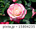 赤白バラの花 (ジュビレ･デュ･プリンス･ドゥ･モナコ) 15804235