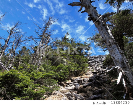 初夏の蓼科登山 15804259