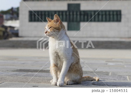 日本二十六聖人殉教地の猫 日本二十六聖人殉教地の猫 15804531