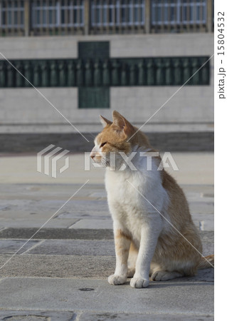 日本二十六聖人殉教地の猫 15804532