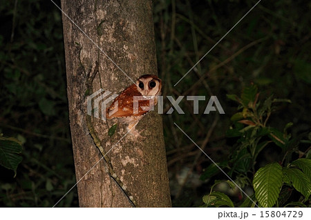 Oriental Bay Owl（ニセメンフクロウ） 15804729