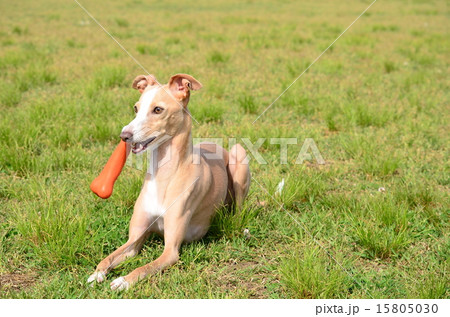 ちょっち休憩♪ 15805030