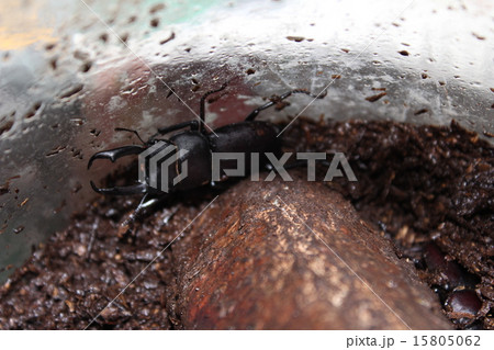 小さくてはさむ力も弱いコクワガタ 15805062