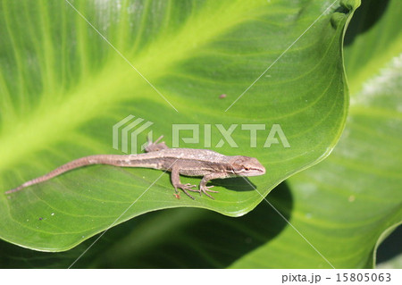 日光浴をするトカゲ 日光浴をするトカゲ 15805063