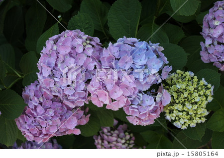 紫陽花 紫陽花 15805164
