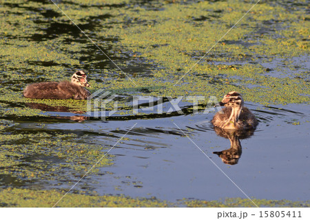 juvenile great crested grebe 15805411