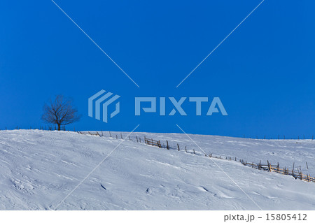 tree in winter 15805412