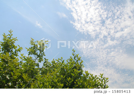 春空（はるそら） 15805413