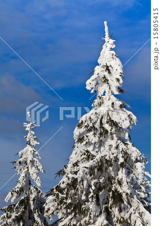 pins with snow pins with snow 15805415