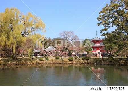 京都 開花前の大覚寺・大沢池 15805593