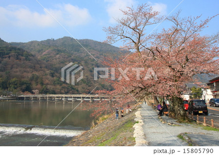 春の桂川と嵐山 15805790