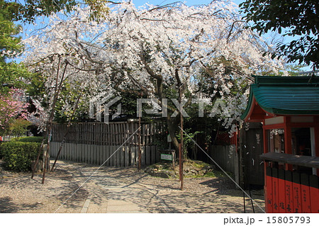 京都 車折神社の渓仙桜 15805793