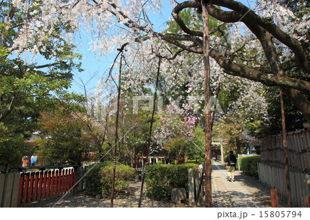 京都 車折神社の渓仙桜 15805794