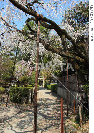 京都 車折神社の渓仙桜 15805795