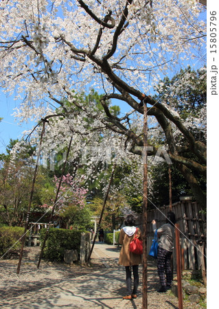 京都 車折神社の渓仙桜 15805796