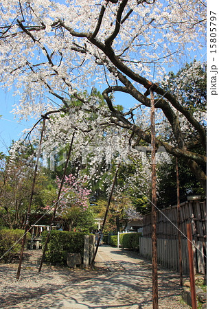 京都 車折神社の渓仙桜 15805797