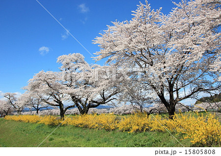 嵐の後の白石川堤一目千本桜 嵐の後の白石川堤一目千本桜 15805808