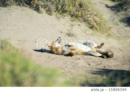 grey fox hunting on the grass grey fox hunting on the grass 15806394