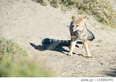 grey fox hunting on the grass grey fox hunting on the grass 15806395