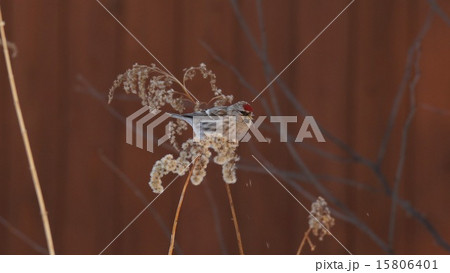 ベニヒワ ベニヒワ 15806401