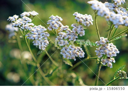 夕方のアキレア 15806550