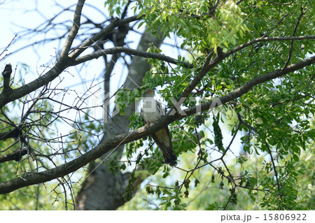 カッコウ 15806922