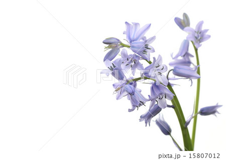 ツリガネソウ 15807012