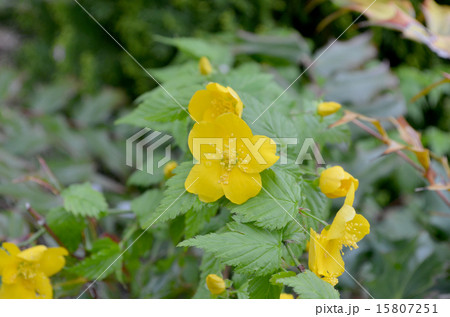 山吹 山吹 15807251