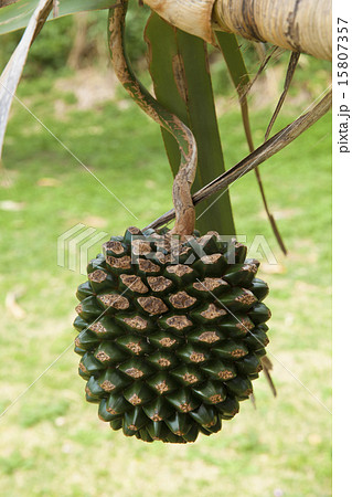 タコノキ 15807357