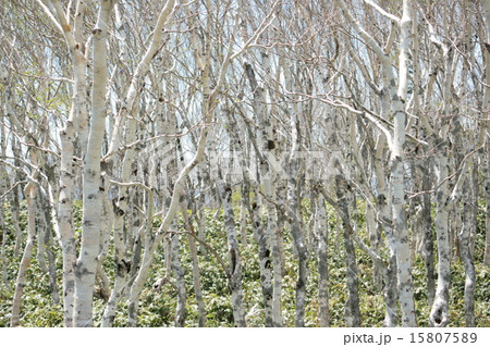 白樺林_001 白樺林_001 15807589