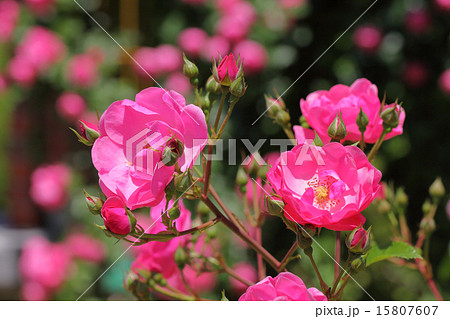 アンジェラ バラの花の写真素材