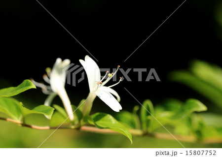 自然 植物 スイカズラ、葉や茎、花は『忍冬』や『金銀花』という生薬に、若芽や若葉は食用になるそうです 自然 植物 スイカズラ、葉や茎、花は『忍冬』や『金銀花』という生薬に、若芽や若葉は食用になるそうです 15807752