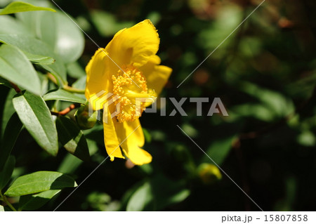 自然　植物　キンシバイ、遊歩道わきに植えられていました。園芸品種の『大輪金糸梅』のようです① 15807858