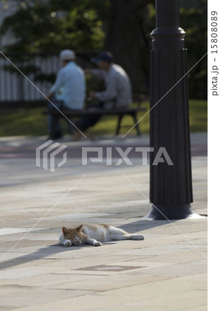 街灯の影で寝る猫 街灯の影で寝る猫 15808089