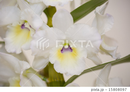 デンドロビューム 15808097