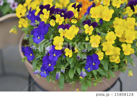 パンジー パンジー 15808128