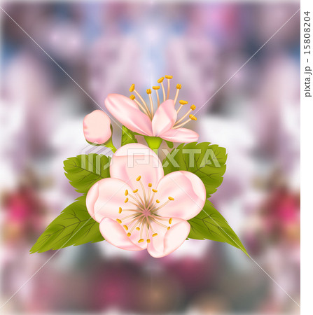 Cherry Blossom, Blur Nature Background Cherry Blossom, Blur Nature Background 15808204