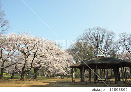 代々木公園の桜 代々木公園の桜 15808362