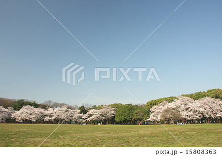 代々木公園の桜 15808363
