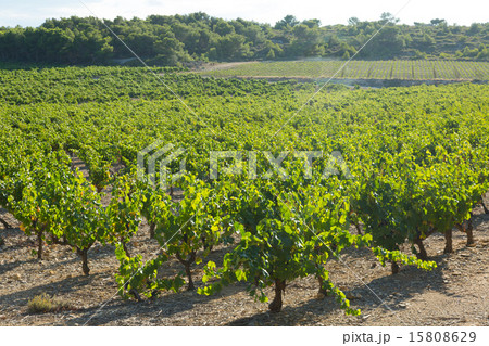 Vineyards plantation in sunny august day Vineyards plantation in sunny august day 15808629