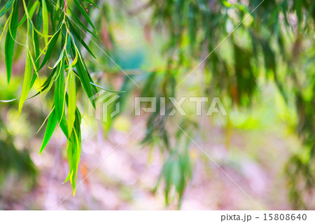 Natural background 15808640