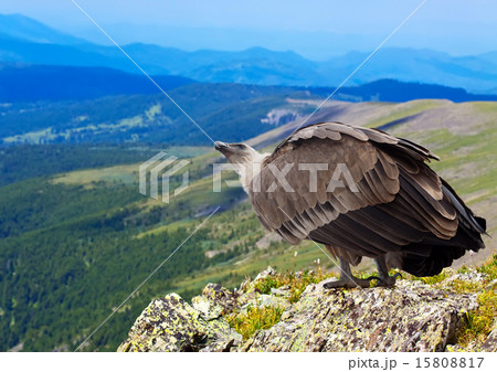 Griffon   in wildness area 15808817