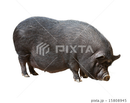 pig over white background pig over white background 15808945