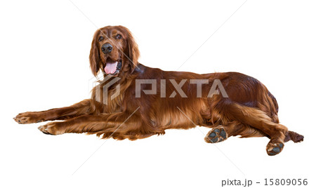 Lying Irish Setter 15809056