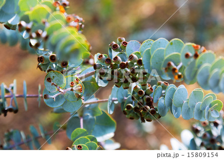 Book-leaf mallee  plant 15809154